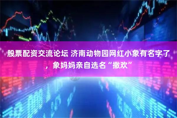 股票配资交流论坛 济南动物园网红小象有名字了，象妈妈亲自选名“撒欢”