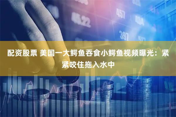 配资股票 美国一大鳄鱼吞食小鳄鱼视频曝光：紧紧咬住拖入水中